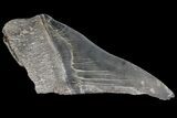 Partial Fossil Megalodon Tooth - Serrated Blade #89455-1
